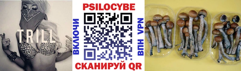 где найти Порхов Псилоцибиновые грибы GOLDEN TEACHER